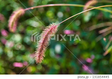 里山の秋 131854445