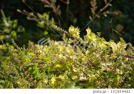 里山の秋 131854481