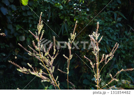 里山の秋 131854482