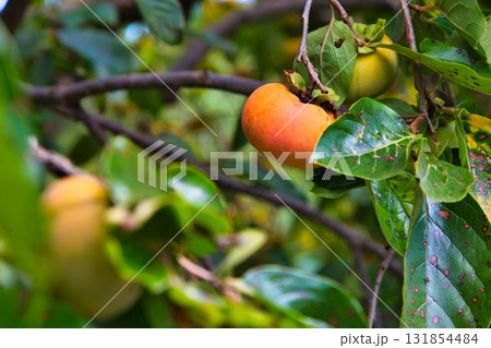 里山の秋 131854484