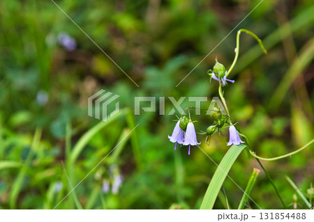 里山の秋 131854488