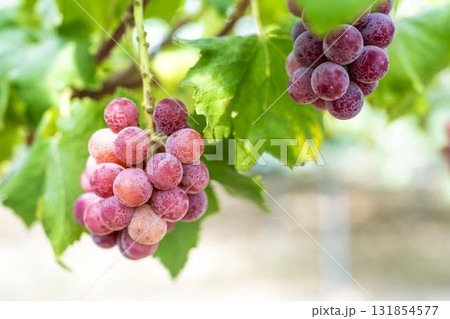 クイーンニーナのぶどう狩り 秋の味覚 宮城県仙台市 クイーンニーナのぶどう狩り 秋の味覚 宮城県仙台市 131854577