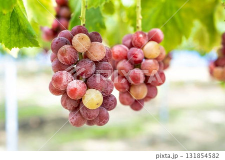 クイーンニーナのぶどう狩り 秋の味覚 宮城県仙台市 クイーンニーナのぶどう狩り 秋の味覚 宮城県仙台市 131854582