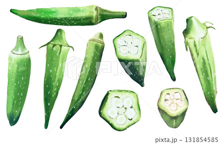 水彩で描いたオクラのイラスト素材セット 131854585