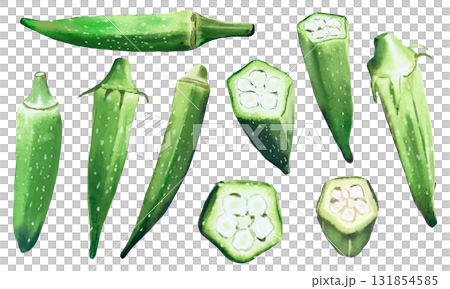水彩で描いたオクラのイラスト素材セット 131854585