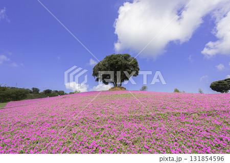 マザー牧場の丘に広がるペチュニアの花畑と青空 131854596