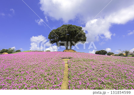 マザー牧場の丘に広がるペチュニアの花畑と青空 マザー牧場の丘に広がるペチュニアの花畑と青空 131854599