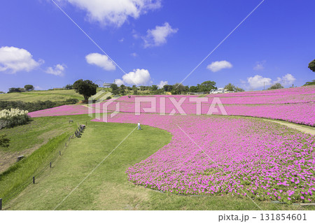 マザー牧場の丘に広がるペチュニアの花畑と青空 マザー牧場の丘に広がるペチュニアの花畑と青空 131854601