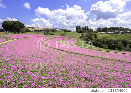 マザー牧場の丘に広がるペチュニアの花畑と青空 マザー牧場の丘に広がるペチュニアの花畑と青空 131854603