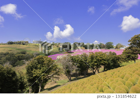 マザー牧場の丘に広がる黄金色のコキアと秋の青空 131854622