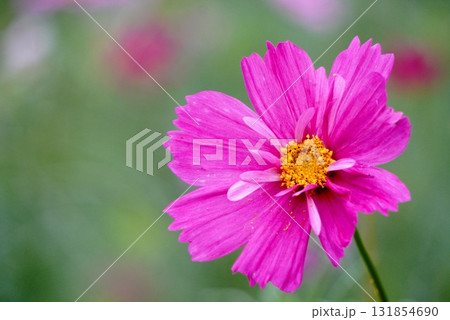 ピンク色のコスモス 131854690