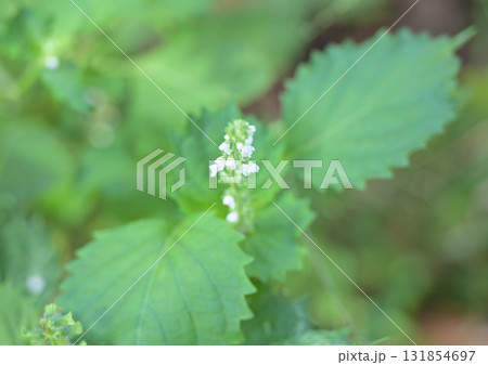 シソの花 シソの花 131854697