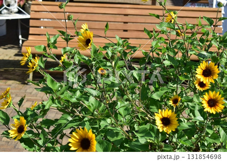 三重 三重県 なばなの里 三重 三重県 なばなの里 131854698