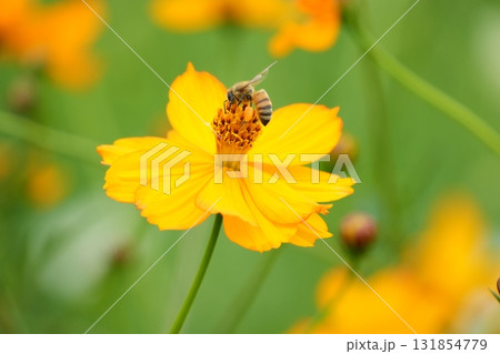 黄色のコスモスと蜂 黄色のコスモスと蜂 131854779