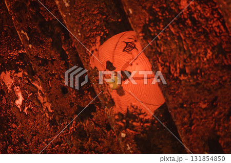 長崎ランタンフェスティバル 131854850