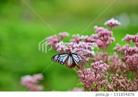 フジバカマの花に開翅状態で吸蜜中のアサギマダラ 131854876