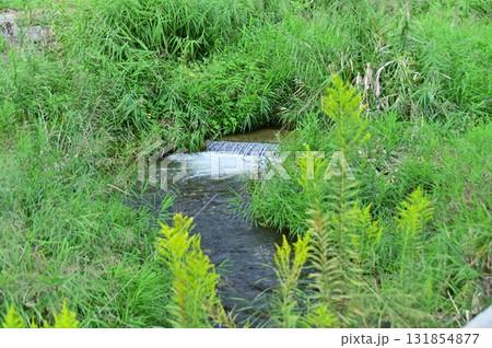 緑の雑草に覆われた浅川ダムの貯水地の水路 緑の雑草に覆われた浅川ダムの貯水地の水路 131854877