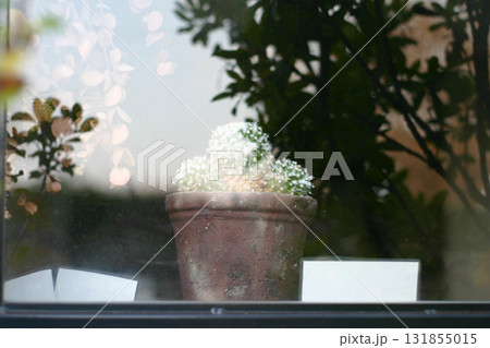 窓際に置かれた観葉植物 131855015