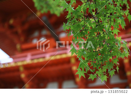 青モミジと多宝塔 131855022