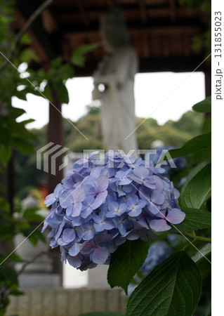紫陽花と観音菩薩 紫陽花と観音菩薩 131855023