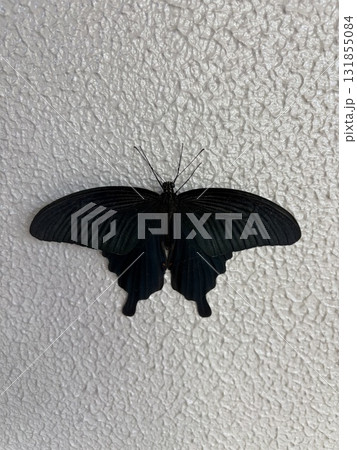 壁にとまるクロアゲハチョウ 壁にとまるクロアゲハチョウ 131855084