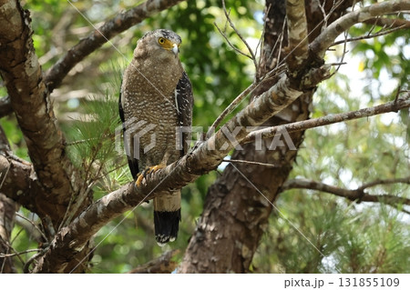 生き物　野鳥　カンムリワシ、散歩中に公園の遊歩道や道路脇の立ち木に止まる姿が見られる猛禽です 131855109