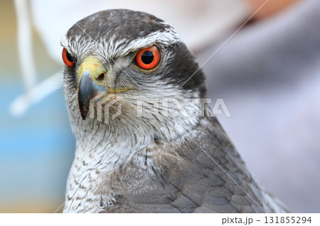 鋭い眼光のオオタカ　赤い眼のオオタカ 131855294