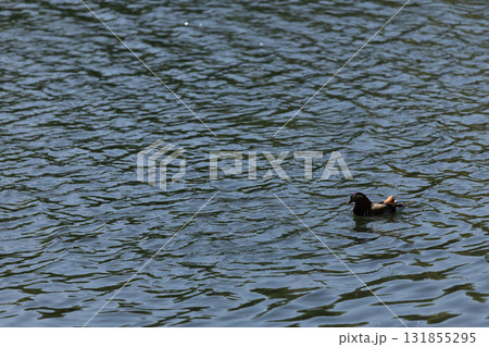 Solitary Mandarin Duck Gliding Over Rippling Blue Water Surface Solitary Mandarin Duck Gliding Over Rippling Blue Water Surface 131855295