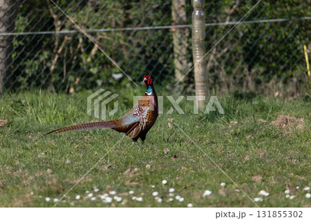 Colorful Pheasant Stands Vibrantly on Grassy Field with Fence Background 131855302