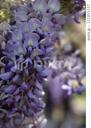 Closeup of Purple Wisteria Blossoms with Honeybee Gathering Pollen in Springtime Closeup of Purple Wisteria Blossoms with Honeybee Gathering Pollen in Springtime 131855317