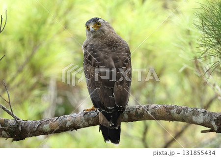 生き物 野鳥 カンムリワシ、後ろを振り返る。長いまつ毛(?)がお洒落、頭は百八十度ほど回せます 生き物 野鳥 カンムリワシ、後ろを振り返る。長いまつ毛(?)がお洒落、頭は百八十度ほど回せます 131855434