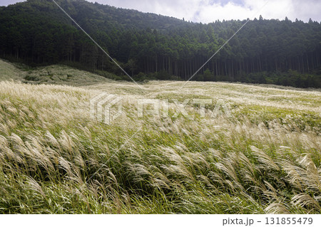 箱根仙石原すすき草原の秋景色と青空 131855479