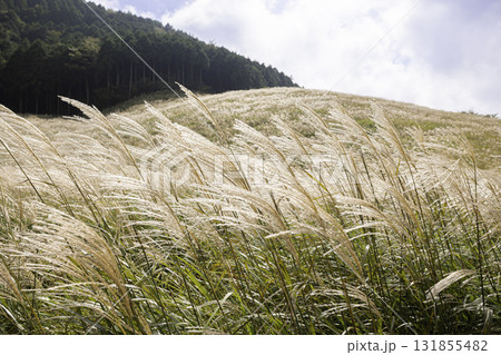 箱根仙石原すすき草原の秋景色と青空 131855482
