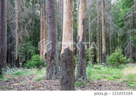 Dead severely damaged pine forest destroyed by bark beetle infestation, lifeless in woodland Dead severely damaged pine forest destroyed by bark beetle infestation, lifeless in woodland 131855584