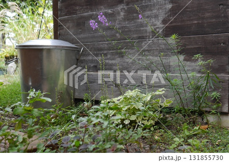 リナリアが咲く庭 131855730