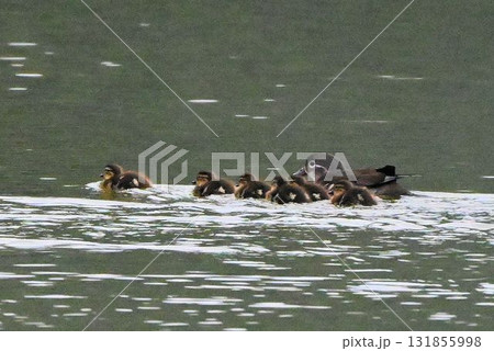 北海道利尻島の姫沼で見た親鳥が子ガモを守るように移動していく姿が可愛いオシドリの親子 131855998