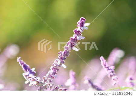 アメジストセージ サルビアレウカンサの花 アメジストセージ サルビアレウカンサの花 131856046