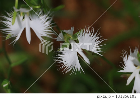 サギソウの花 サギソウの花 131856105