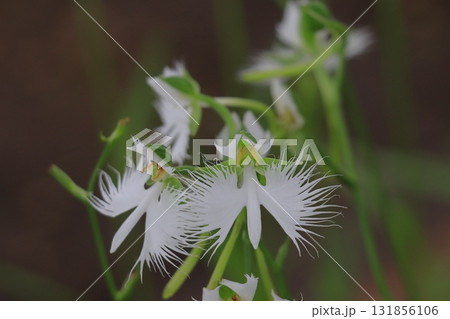 サギソウの花  サギソウの花  131856106