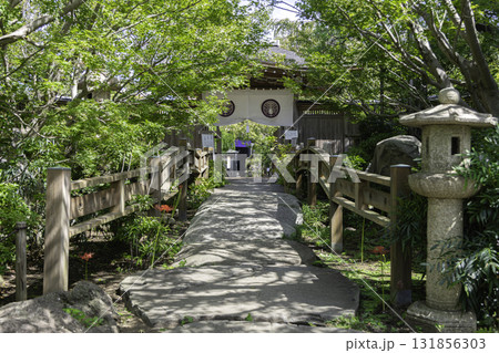 神奈川県大和市・常泉寺の彼岸花と緑に囲まれた境内の風景 131856303