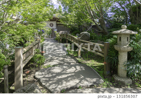 神奈川県大和市・常泉寺の彼岸花と緑に囲まれた境内の風景 神奈川県大和市・常泉寺の彼岸花と緑に囲まれた境内の風景 131856307