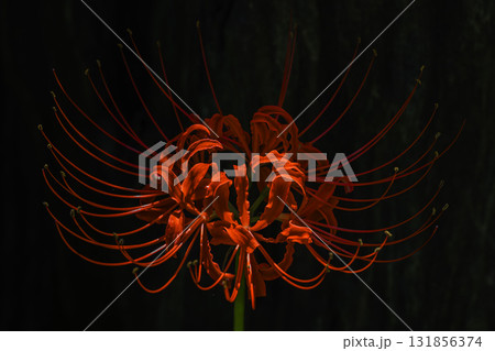 光に浮かぶ彼岸花（曼珠沙華）のマクロイメージ 131856374