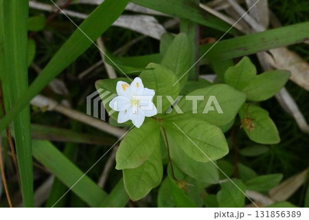 北海道利尻島の南浜湿原で見た白色の花弁が綺麗なツマトリソウの花 131856389