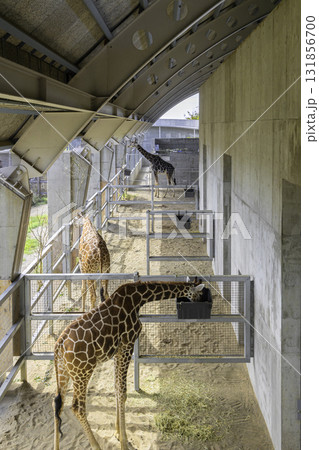 茨城県・霞ヶ浦ふれあいランドの現代的な建築と動物たち 茨城県・霞ヶ浦ふれあいランドの現代的な建築と動物たち 131856700