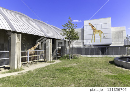 茨城県・霞ヶ浦ふれあいランドの現代的な建築と動物たち 茨城県・霞ヶ浦ふれあいランドの現代的な建築と動物たち 131856705