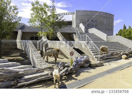 茨城県・霞ヶ浦ふれあいランドの現代的な建築と動物たち 茨城県・霞ヶ浦ふれあいランドの現代的な建築と動物たち 131856708
