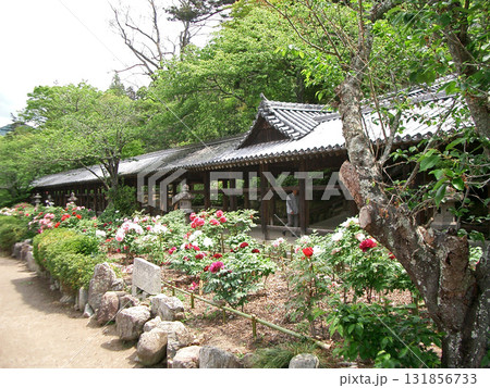 岡山県の吉備津神社の牡丹園 岡山県の吉備津神社の牡丹園 131856733