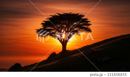 Solitary tree silhouetted against a fiery orange and red sunset on a hilltop 131856835