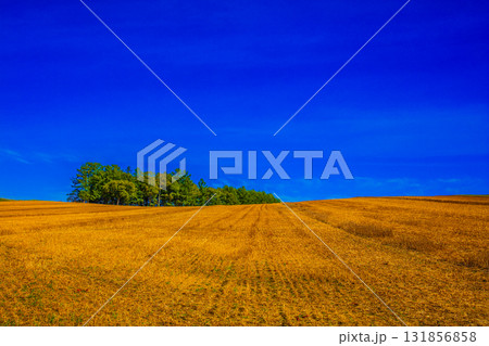 収穫後の野原 131856858
