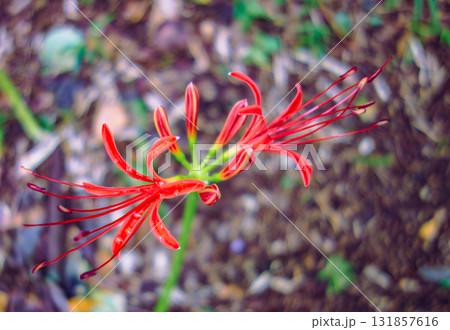 彼岸花と水滴1ー27 131857616